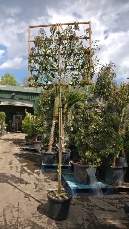 seagravenurseries 120cm pleached stem photinia